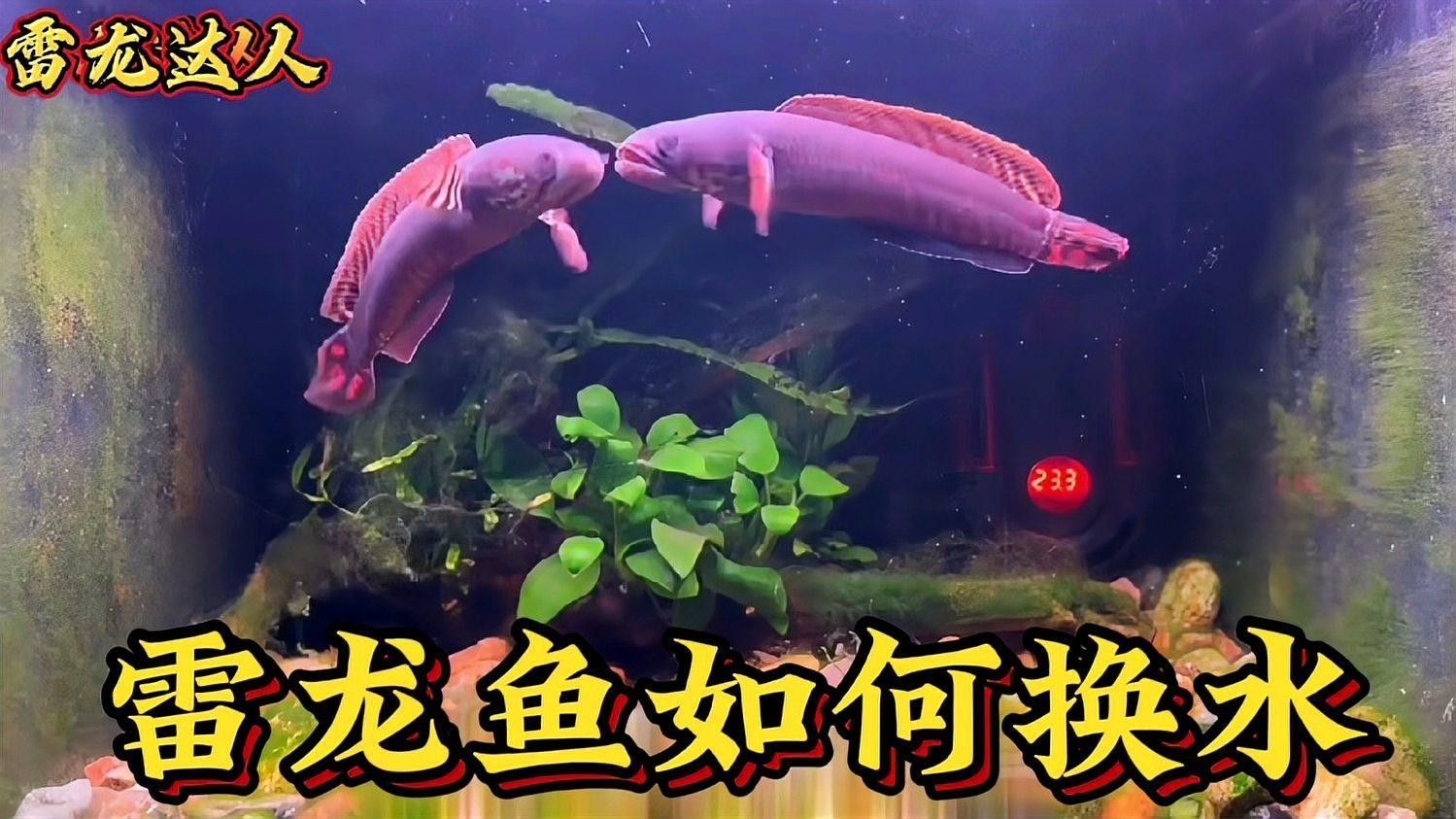 雷龍魚趴缸期間需要換水嗎（關于雷龍魚換水的幾點建議）