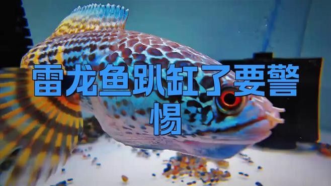 雷龍魚趴缸期間需要換水嗎（關于雷龍魚換水的幾點建議）