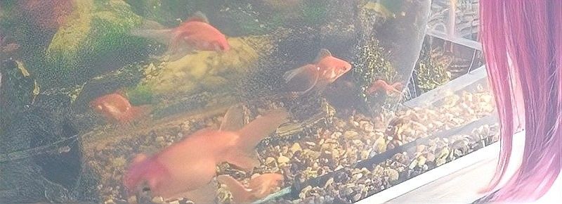 雷龍魚趴缸期間需要換水嗎（關于雷龍魚換水的幾點建議）