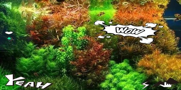 哪種過(guò)濾材料最適合新手使用（魚缸濾材怎么選介紹） 哪種過(guò)濾材料最適合新手使用（魚缸濾材怎么選介紹） 龍魚百科 第13張