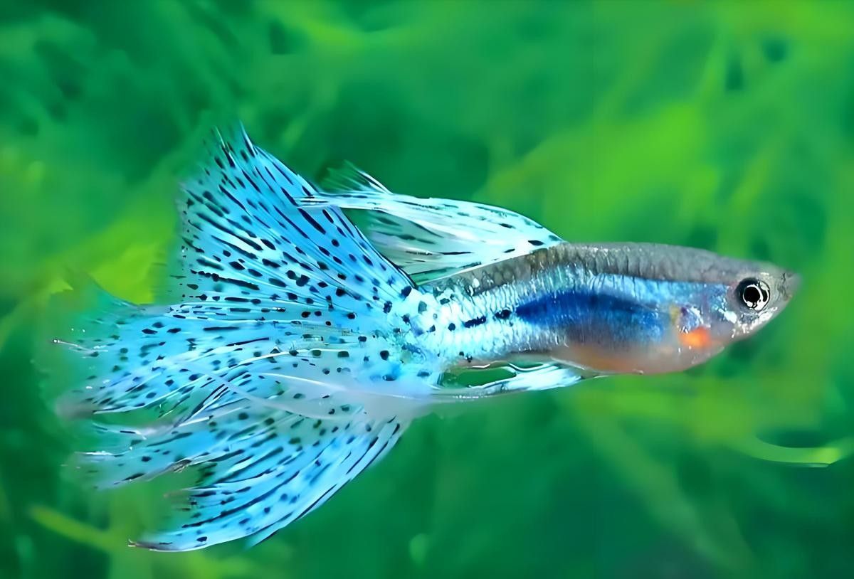 孔雀龍魚混養需要多久適應？（如何判斷孔雀龍魚是否適應混養？）