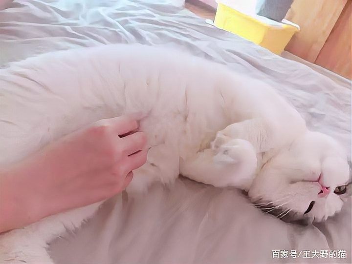 龍貓和貓打架會受傷嗎？（龍貓和貓打架會受傷嗎）