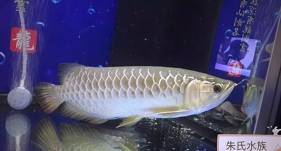 紅龍魚不游動需要多久恢復（紅龍魚不游動需要多久才能恢復）