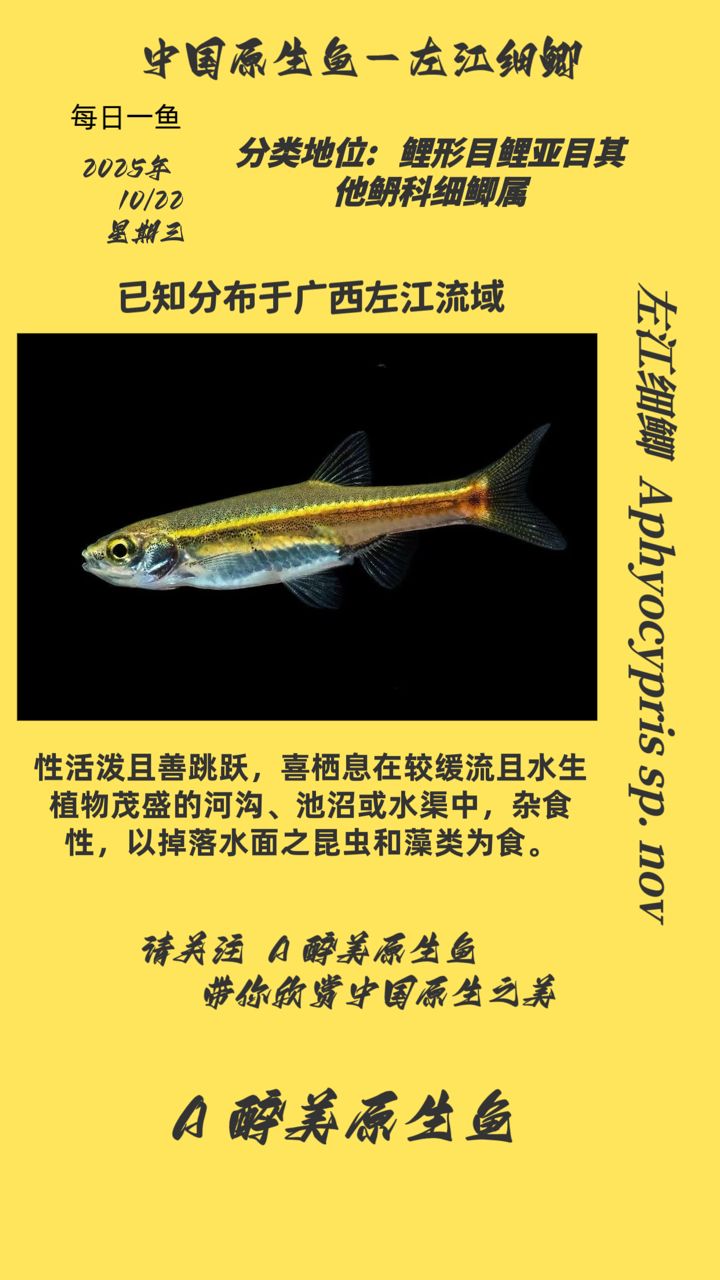 左江細(xì)鯽（左江細(xì)鯽的養(yǎng)殖技術(shù)）