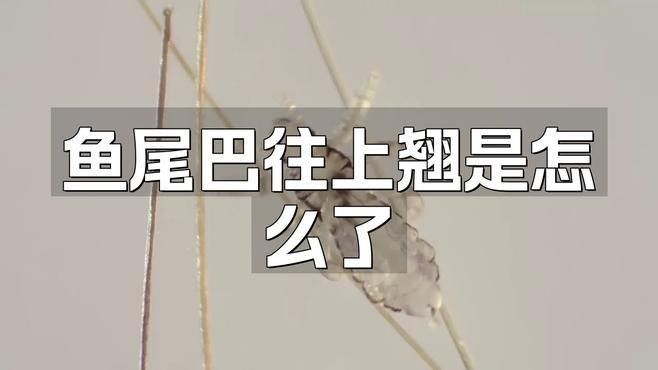 如何判斷龍魚尾巴上翹的原因（魚尾巴往上翹是怎么了）