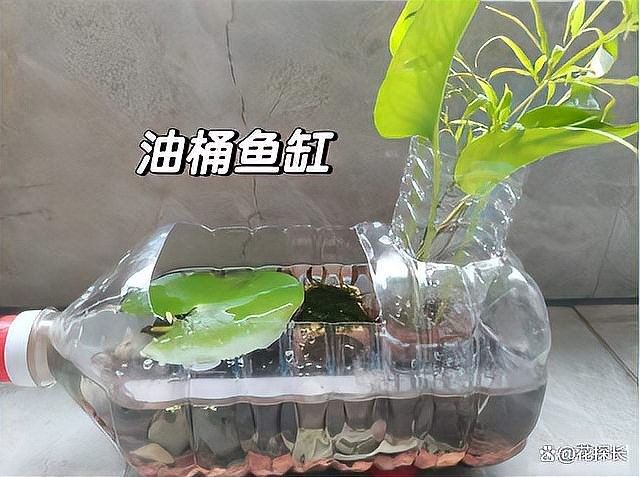 如何制作迷你生態魚缸？（養魚日記——從零開始的佛系養魚生活）