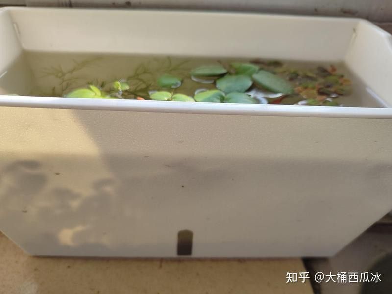 如何制作迷你生態魚缸？（養魚日記——從零開始的佛系養魚生活）