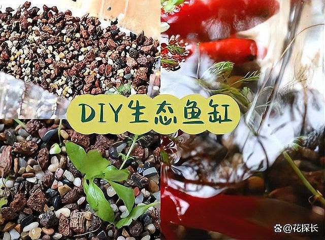 如何制作迷你生態魚缸？（養魚日記——從零開始的佛系養魚生活）