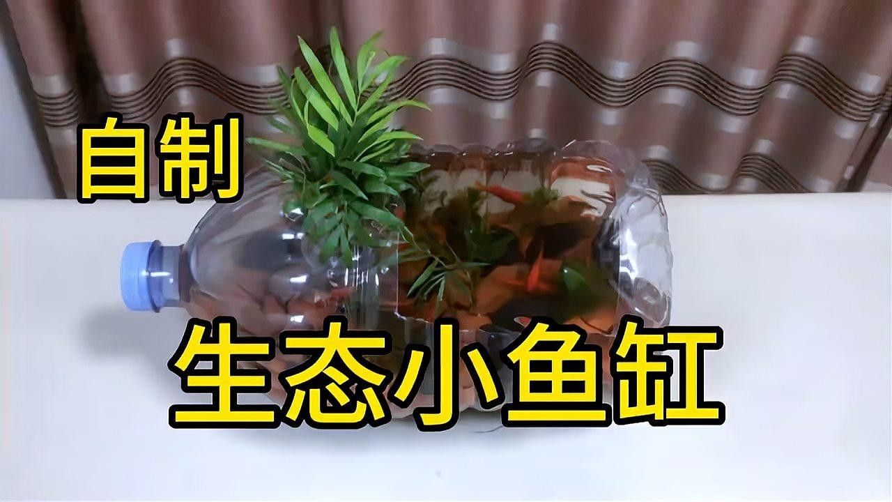 如何制作迷你生態魚缸？（養魚日記——從零開始的佛系養魚生活）