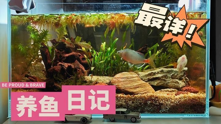 如何制作迷你生態魚缸？（養魚日記——從零開始的佛系養魚生活）