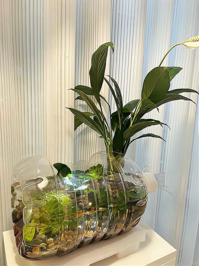 如何制作迷你生態魚缸？（養魚日記——從零開始的佛系養魚生活）