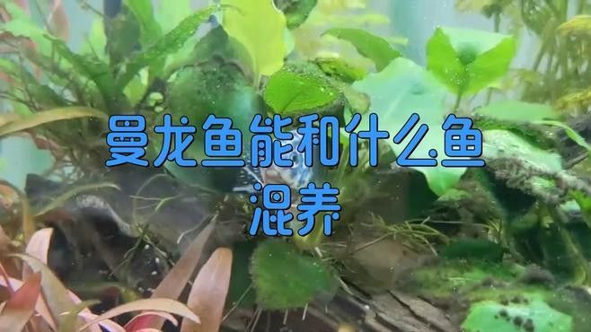 哪些魚適合與藍曼龍混養？（與藍曼龍混養的魚類種類需要考慮與藍曼龍混養的魚類）