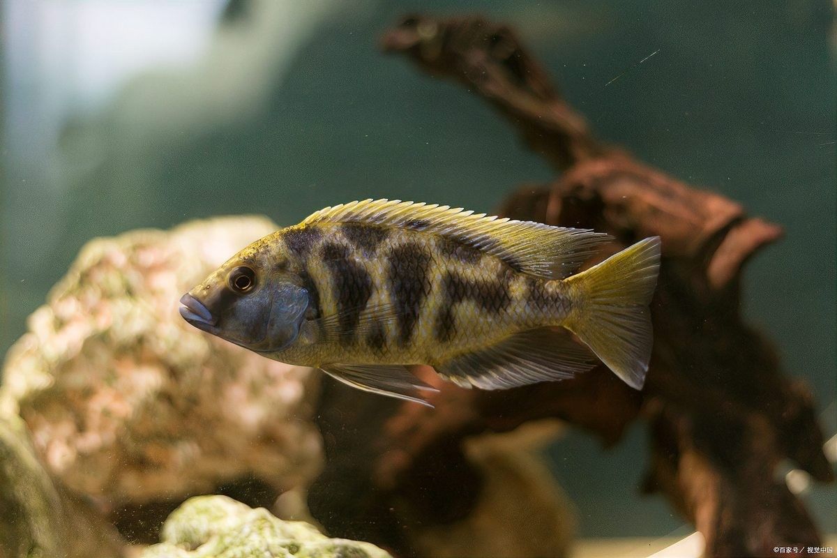 哪些魚適合與藍曼龍混養？（與藍曼龍混養的魚類種類需要考慮與藍曼龍混養的魚類）