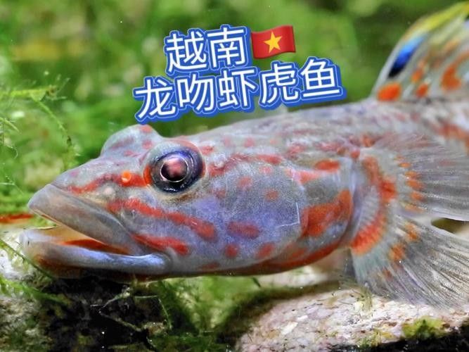哪些蝦類適合喂龍魚？（養魚老道，龍魚喂養全攻略）
