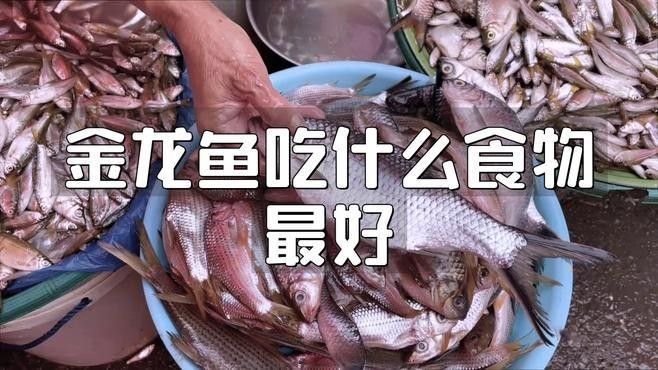 哪些蝦類適合喂龍魚？（養魚老道，龍魚喂養全攻略）