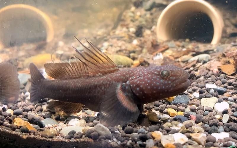 哪些蝦類適合喂龍魚？（養魚老道，龍魚喂養全攻略）