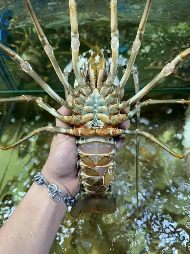 哪些蝦類適合喂龍魚？（養魚老道，龍魚喂養全攻略）