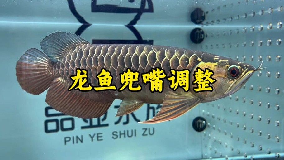 新加坡金龍魚有哪些品種？（新加坡坡金龍魚品種有哪些小米金龍魚品種有哪些）