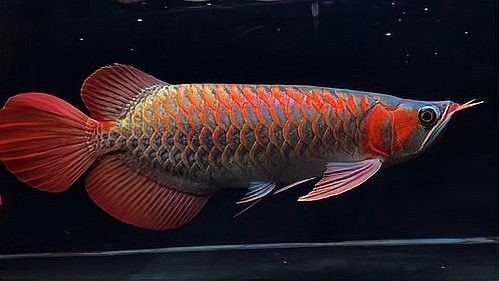 紅龍魚(yú)發(fā)色與信任有關(guān)嗎？（紅龍魚(yú)發(fā)色與信任之間的聯(lián)系）
