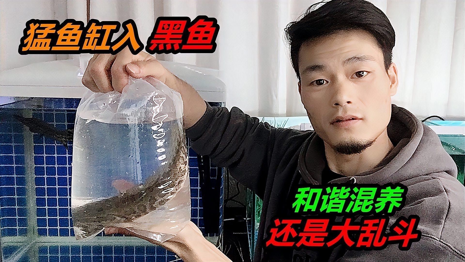 有哪些適合與黑魚混養的魚類？（與黑魚混養的魚類）
