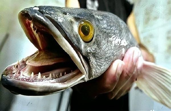 有哪些適合與黑魚混養的魚類？（與黑魚混養的魚類）
