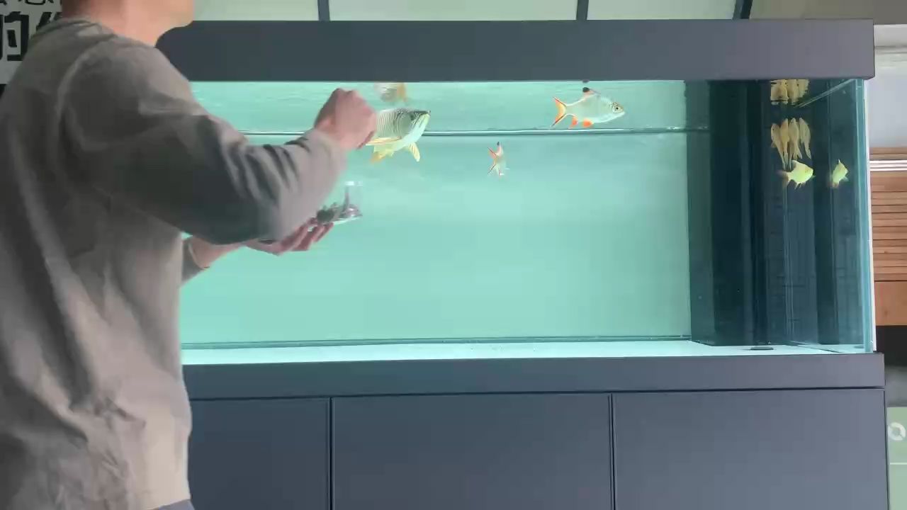 金龍（金龍的傳說與象征意義）