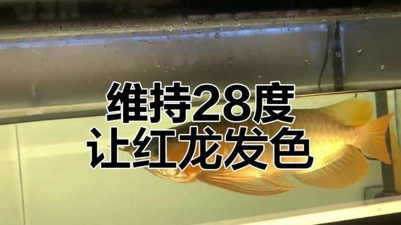 如何保持紅龍魚發色？（如何保持紅龍魚的發色）