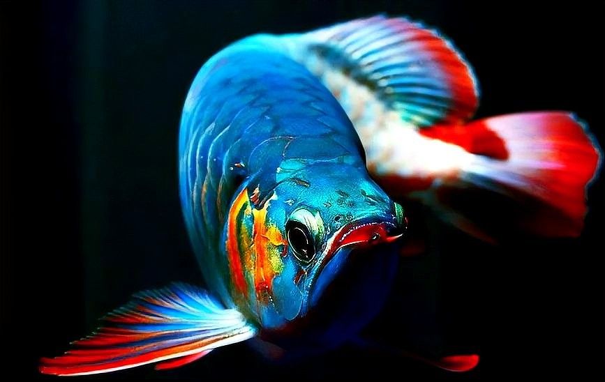 如何保持紅龍魚發色？（如何保持紅龍魚的發色）