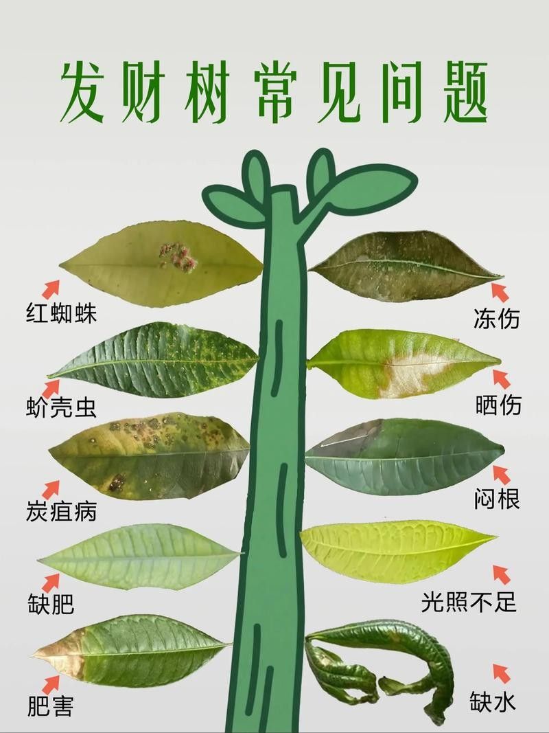 如何判斷植物是否缺水（判斷植物是否缺水的常見方法判斷植物是否缺水的常見方法）