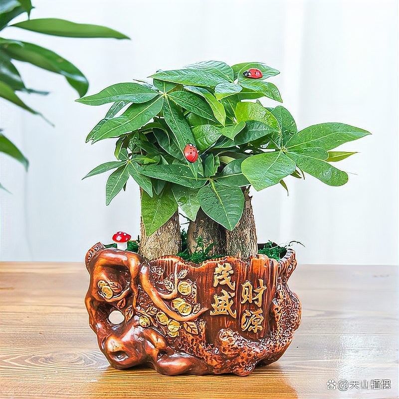 如何判斷植物是否缺水（判斷植物是否缺水的常見方法判斷植物是否缺水的常見方法）