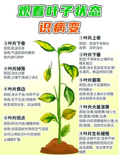 如何判斷植物是否缺水（判斷植物是否缺水的常見方法判斷植物是否缺水的常見方法）
