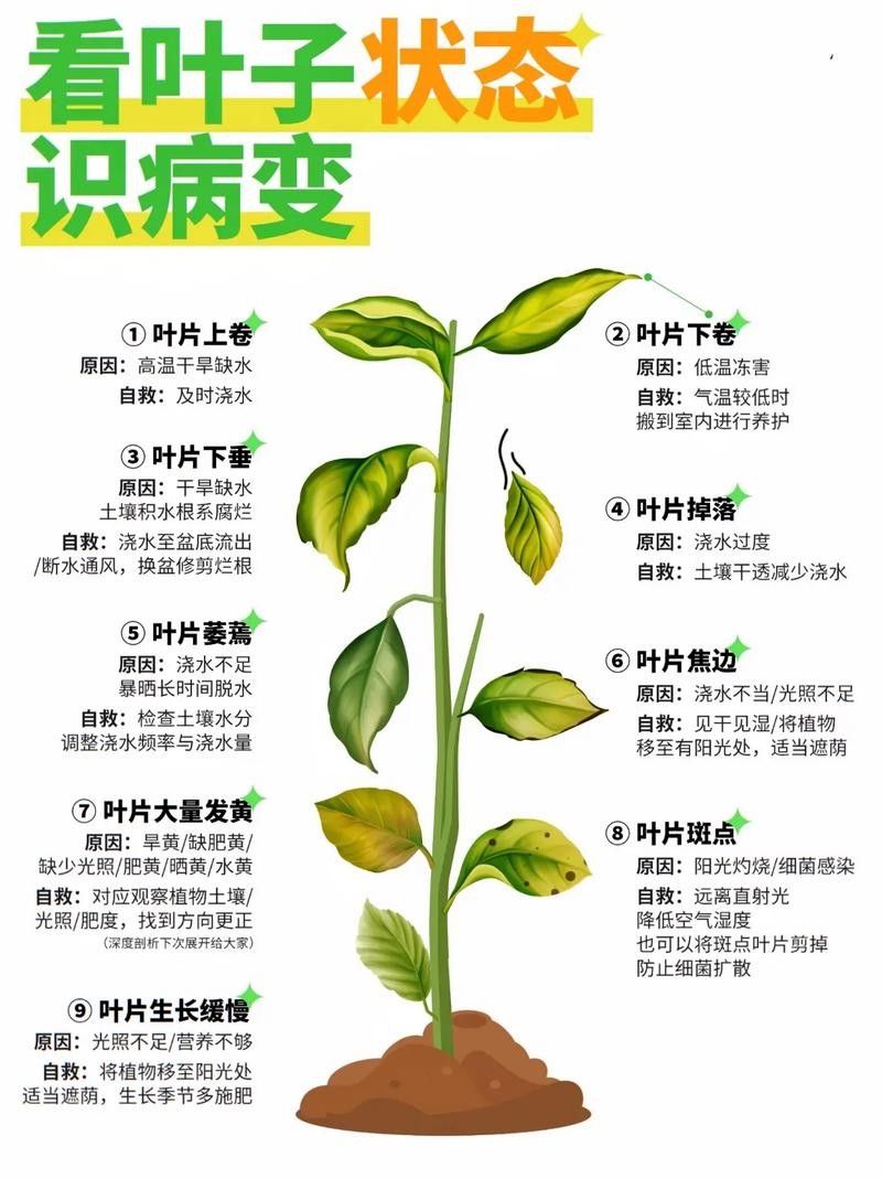 如何判斷植物是否缺水（判斷植物是否缺水的常見方法判斷植物是否缺水的常見方法）