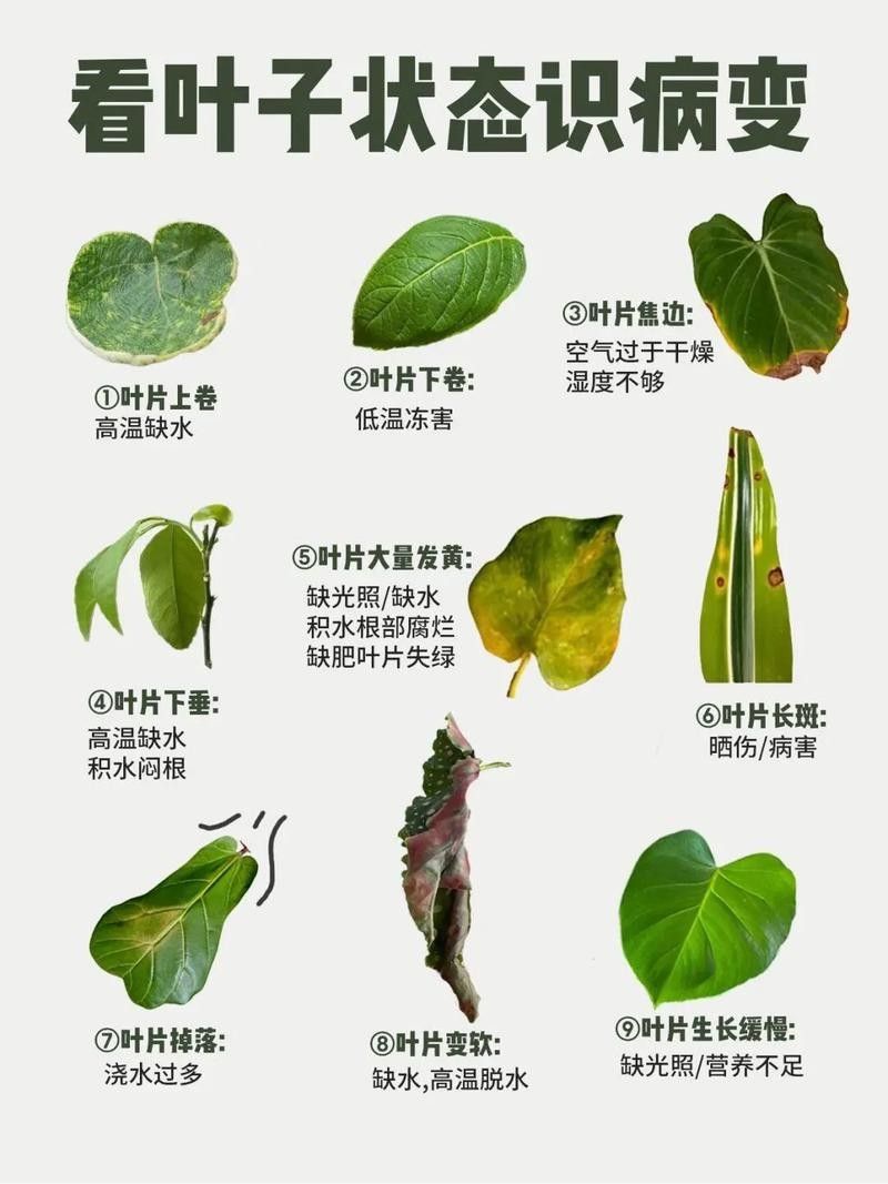 如何判斷植物是否缺水（判斷植物是否缺水的常見方法判斷植物是否缺水的常見方法）