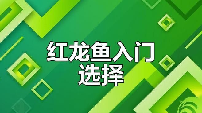 哪種紅龍魚適合新手（適合新手飼養的幾種紅龍魚品種）