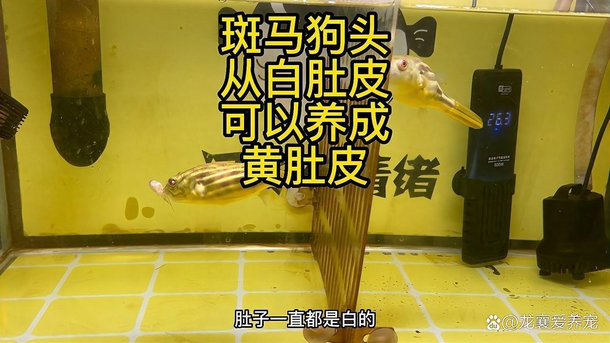 如何預(yù)防雷龍魚發(fā)白（雷龍魚發(fā)白怎么辦）