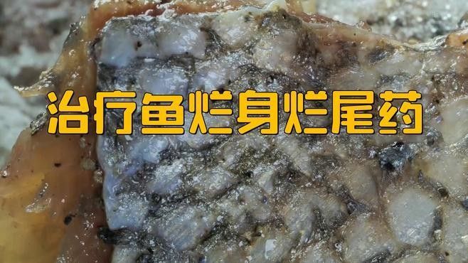 金龍魚爛尾病如何治療？（金龍魚爛尾怎么辦） 金龍魚爛尾病如何治療？（金龍魚爛尾怎么辦） 龍魚百科 第4張