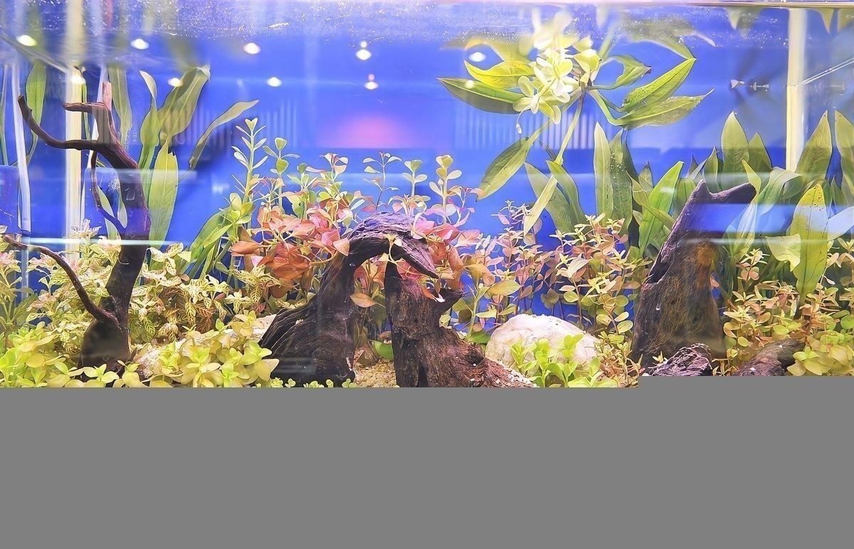 隔離期間如何給龍魚消毒？（隔離期間給龍魚消毒是一個(gè)重要步驟以確保它們的健康和安全） 隔離期間如何給龍魚消毒？（隔離期間給龍魚消毒是一個(gè)重要步驟以確保它們的健康和安全） 龍魚百科 第6張