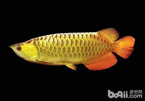 如何判斷龍魚芯片的真偽（龍魚芯片的真偽鑒別方法）
