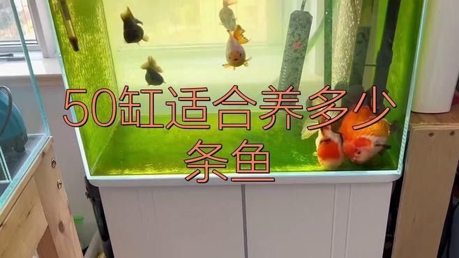 50cm魚缸可以養幾條魚？（50cm魚缸可以養幾條魚）