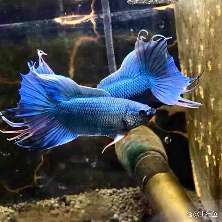 50cm魚缸可以養幾條魚？（50cm魚缸可以養幾條魚）