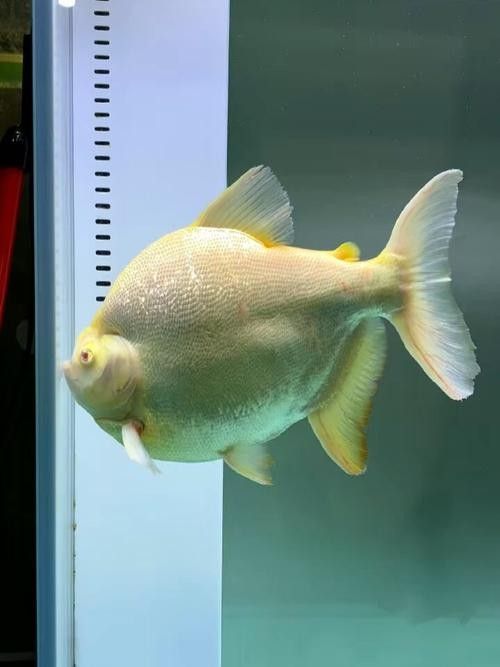 如何避免銀板魚和龍魚的沖突（板魚和龍魚可以混養嗎滬上漫游醬盤點飼養龍魚的五個大坑嘩仔）
