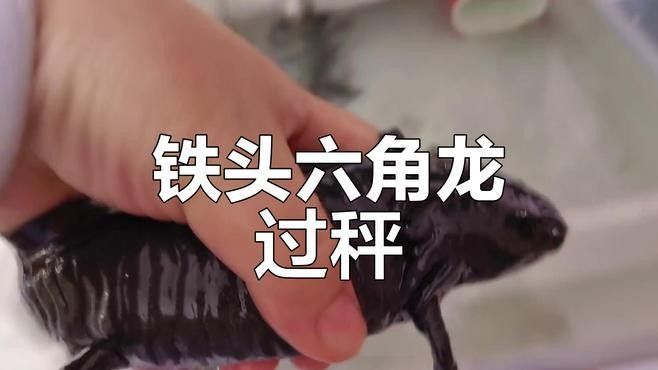 如何判斷六角恐龍魚是否健康？（如何判斷六角恐龍魚健康）