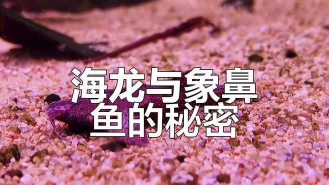 淡水海龍繁殖成功率有多高？（淡水海龍的繁殖成功率） 淡水海龍繁殖成功率有多高？（淡水海龍的繁殖成功率） 龍魚(yú)百科 第1張