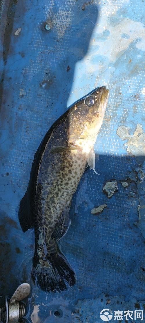 如何挑選新鮮的斑紋龍魚（如何挑選新鮮的斑紋龍魚，挑選新鮮的斑紋龍魚的技巧和建議） 如何挑選新鮮的斑紋龍魚（如何挑選新鮮的斑紋龍魚，挑選新鮮的斑紋龍魚的技巧和建議） 龍魚百科 第11張