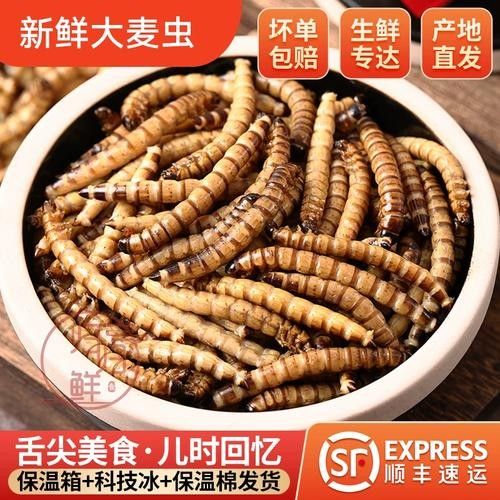 大麥蟲冷凍后還能保存多久？（大麥蟲冷凍后如何保存？）