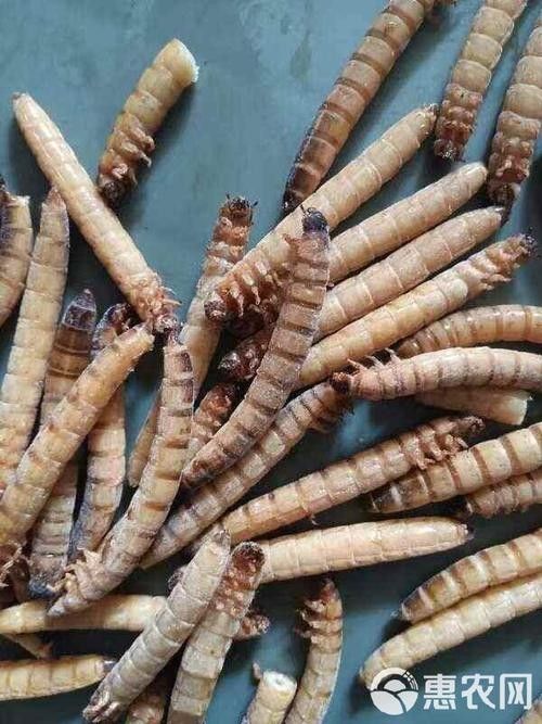 大麥蟲冷凍后還能保存多久？（大麥蟲冷凍后如何保存？）
