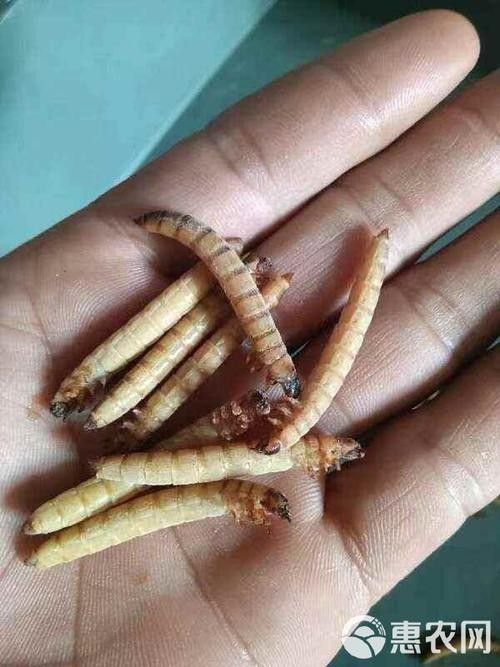 大麥蟲冷凍后還能保存多久？（大麥蟲冷凍后如何保存？）