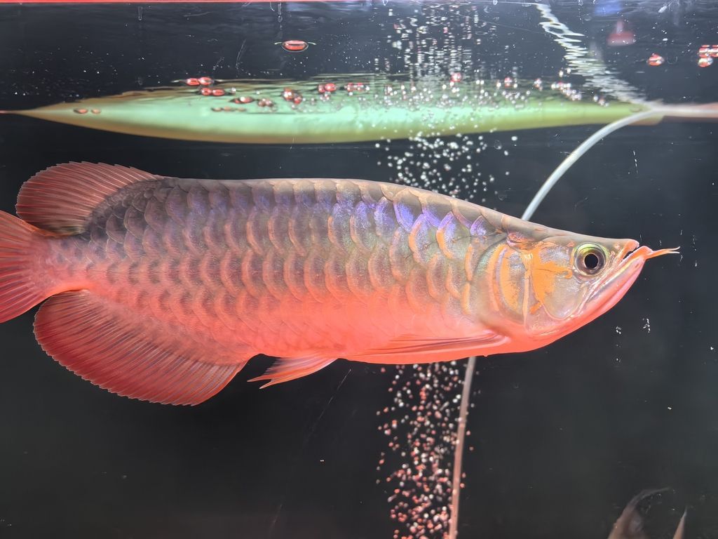 新手養龍（《虛擬世界》新手養龍指南）