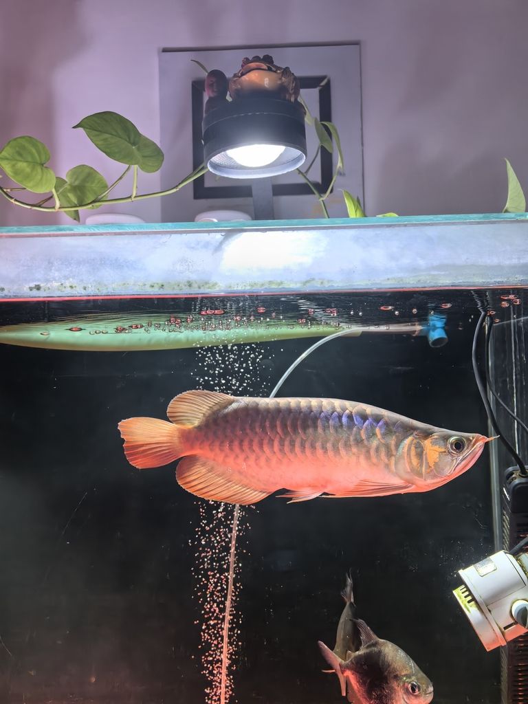 新手養龍（《虛擬世界》新手養龍指南）