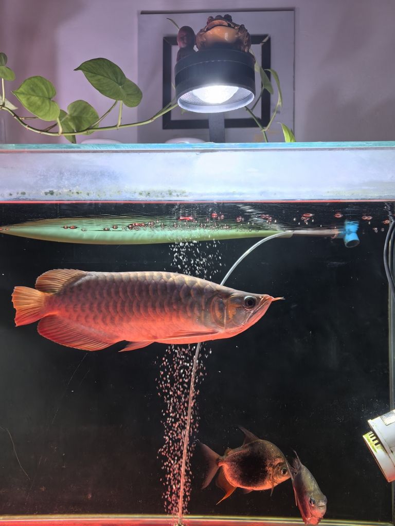 新手養龍（《虛擬世界》新手養龍指南）